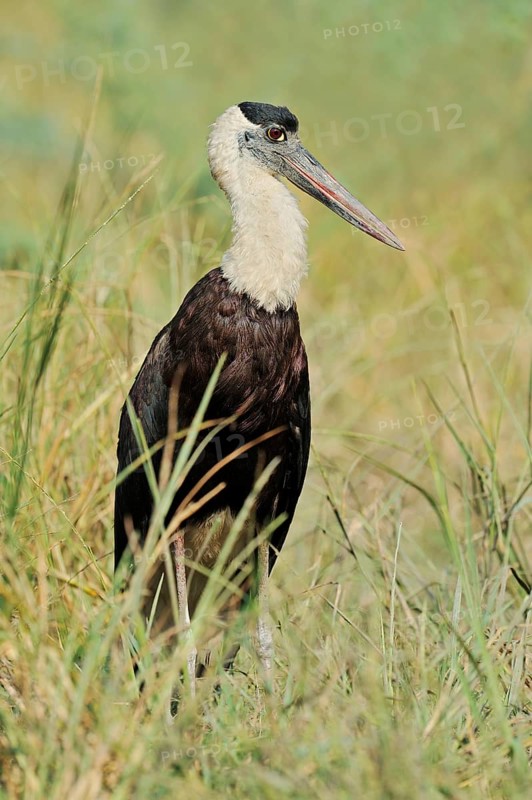 Woolly-necked stork or Asian woolly-necked stork (Ciconia episcopus episcopus), Keoladeo Ghana National Park, Rajasthan, India, Asia