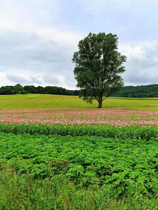 Solitary tree in opium poppy (Papaver somniferum), cultivation of edible poppy, poppy field, pink flowers, Germerode, Meißner, Geo-nature park Park Frau-Holle-Land, Hesse, Germany, Europe
