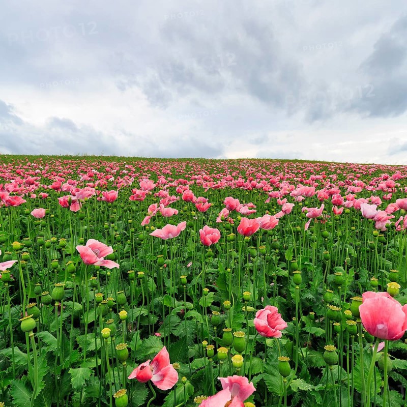 Opium poppy (Papaver somniferum), cultivation of edible poppy, poppy field, pink-coloured sea of flowers and seed capsules, vastness, Meißner, Geo-nature park Park Frau-Holle-Land, Hesse, Germany, Europe