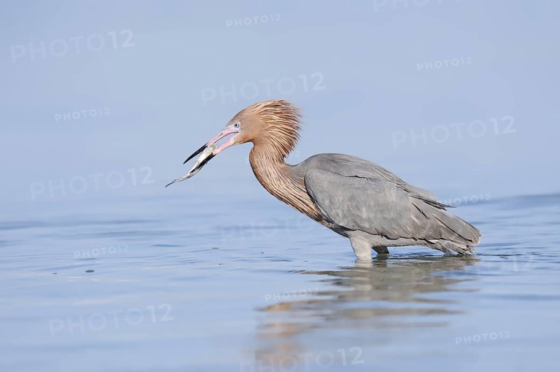 Blue-footed Heron or Reddish Egret (Dichromanassa rufescens, Egretta rufescens) with preyed fish, Florida, USA, North America