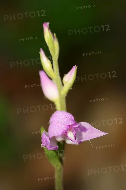 Red helleborine (Cephalanthera rubra), flower, Provence, Southern France, France, Europe