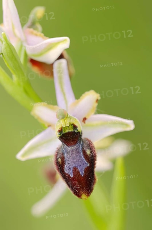 Ragwort in splendour (Ophrys splendida), flower, Provence, southern France