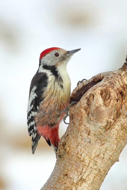 Middle spotted woodpecker (Dendrocopos medius) sitting on a branch, in winter, light background, snow, wildlife, animals, birds, woodpeckers, Siegerland, North Rhine-Westphalia, Germany, Europe