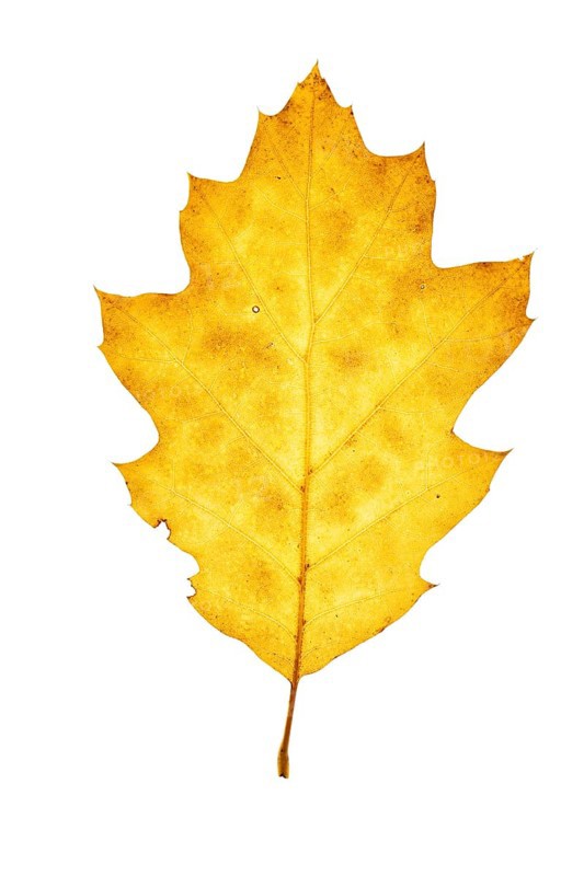 Autumn-coloured leaf of an American white oak (Quercus alba), tree, free-standing, Vechta, Lower Saxony, Germany, Europe