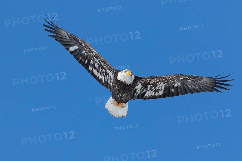 Juvenile bald eagle (Haliaeetus leucocephalus) flying under a blue sky. Region of Lanaudiere. Province of Quebec. Canada