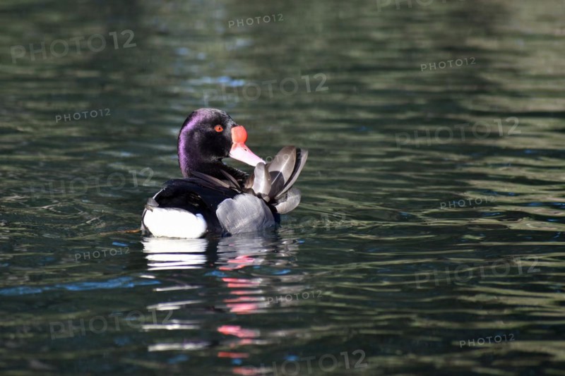 Male rosy-billed pochard (Netta peposaca) preening on a lake, Buenos Aires, Argentina, South America