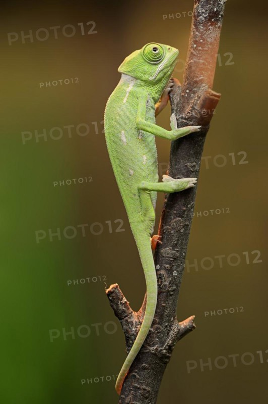 Veiled chameleon (Chamaeleo calyptratus), juvenile, captive, occurring on the Arabian Peninsula