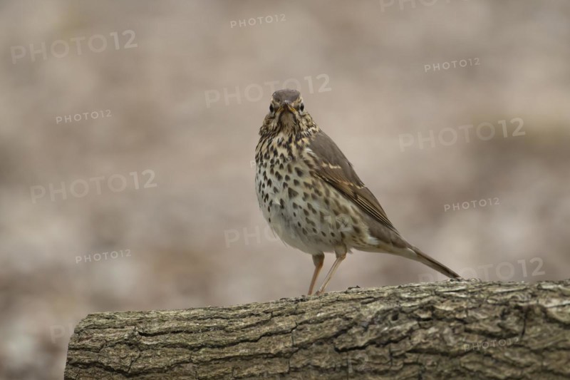 Song thrush (Turdus philomelos) adult bird on a fallen tree log, Suffolk, England, United Kingdom, Europe