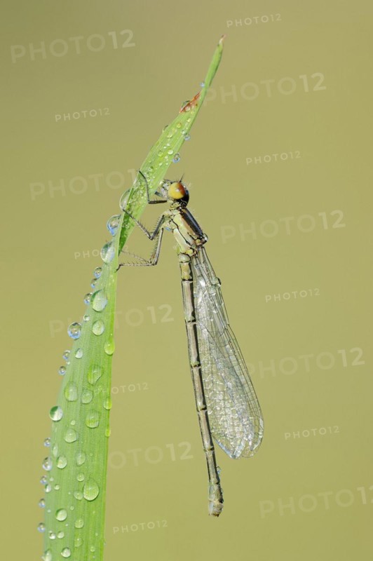 Small red-eyed damselfly (Erythromma viridulum), female, North Rhine-Westphalia, Germany, Europe