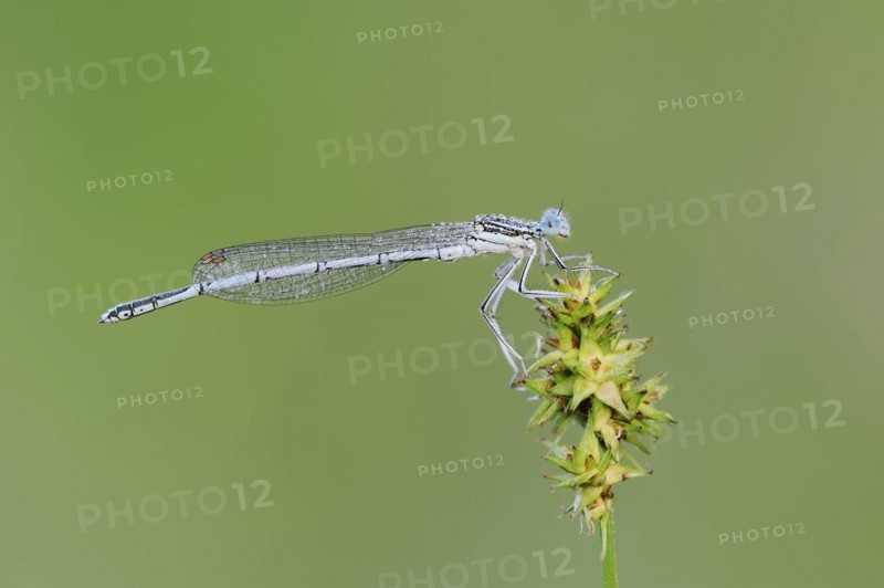 White-legged damselfly (Platycnemis pennipes), male, North Rhine-Westphalia, Germany, Europe