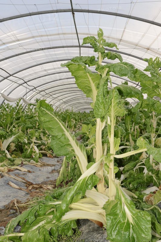 Chard (Beta vulgaris subsp. vulgaris) in a greenhouse, Provence, southern France