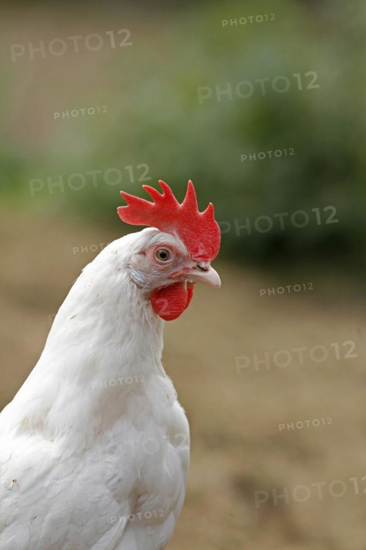 Domestic fowl (Gallus gallus)