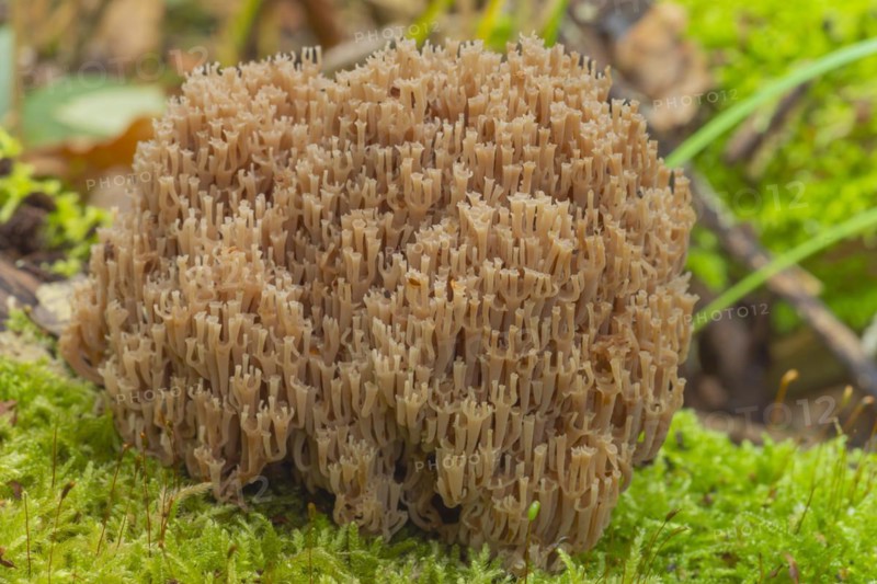 Cup coral (Artomyces pyxidatus), close-up, nature photograph, Neustadt am Rübenberge