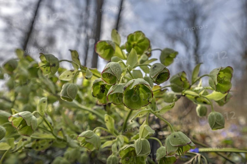 Palm-leaf hellebore (Helleborus foetidus), Franconia, Bavaria, Germany, Europe