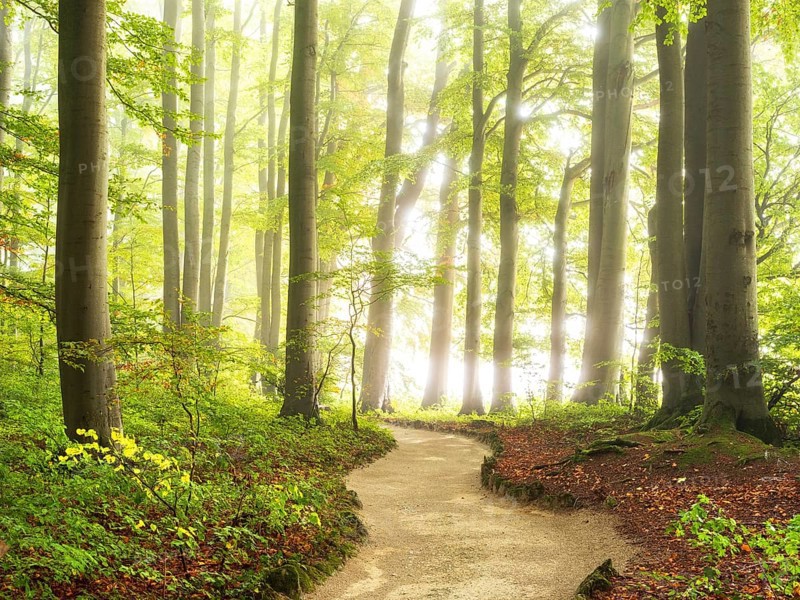 Hiking trail through natural green beech forest in the morning light, the sun shines through the morning mist, Sanspareil rock garden in the Franconian Switzerland-Veldenstein Forest nature park Park, landscape park, Wonsees, Upper Franconia, Franconian Switzerland, Bavaria