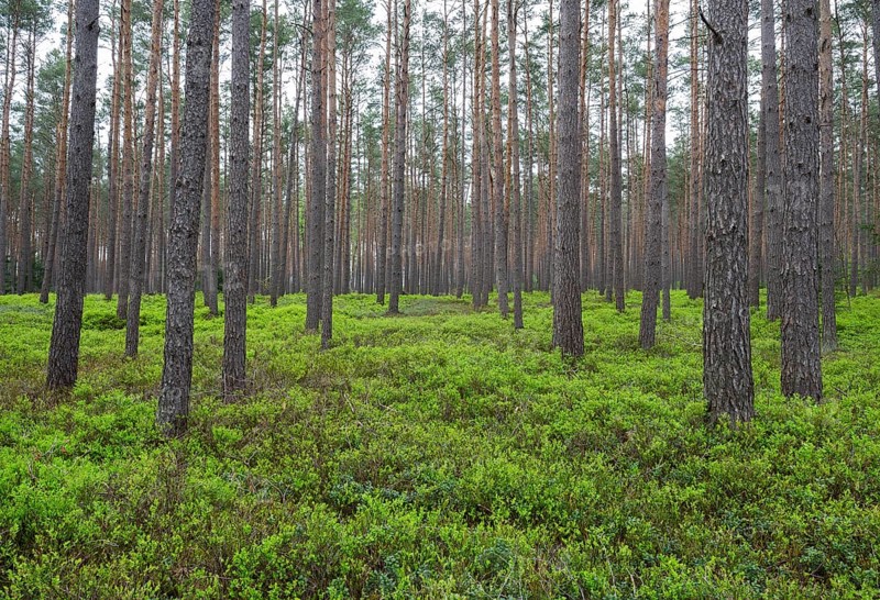 Pine forest, Scots pine (Pinus sylvestris), forest, blueberry bushes, european blueberry (Vaccinium myrtillus), Lower Saxony, Germany, Europe