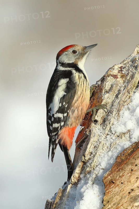 Middle spotted woodpecker (Dendrocopos medius), looking for food on snow-covered dead wood, Wilnsdorf, North Rhine-Westphalia, Germany, Europe