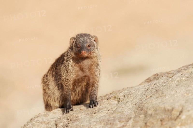 Banded mongoose (Mungos mungo), captive, occurrence in Africa