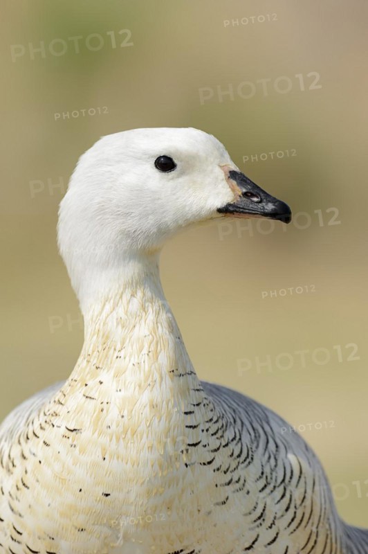 Upland goose (Chloephaga picta), male, portrait, captive, occurrence in South America
