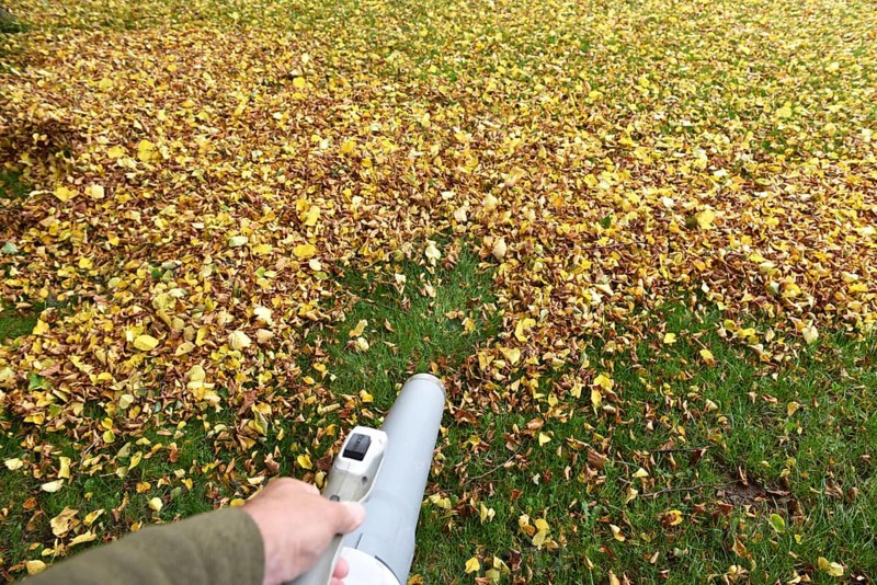 Remove withered leaves, autumn leaves in the garden, Schleswig-Holstein, Germany, Europe
