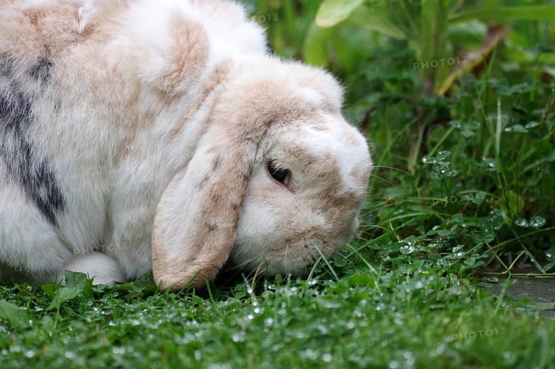 Rabbit (Oryctolagus cuniculus), ram rabbit, portrait, clover, dewdrops, The rabbit with floppy ears eats fresh grass and clover