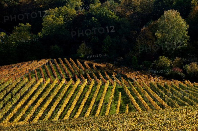 Vineyard, vines, grapevines, viticulture, graphic, autumn colouring, autumn, Kappelberg, Fellbach, Waiblingen, Baden-Württemberg, Germany, Europe