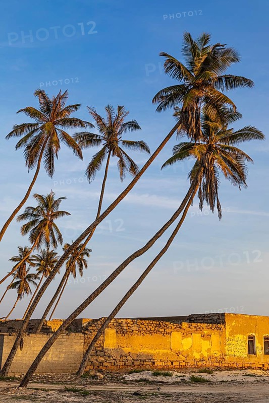 Coconut palms (Cocos nucifera) in the evening light on the beach of Salalah, Dhofar Province, Arabian Peninsula, Sultanate of Oman