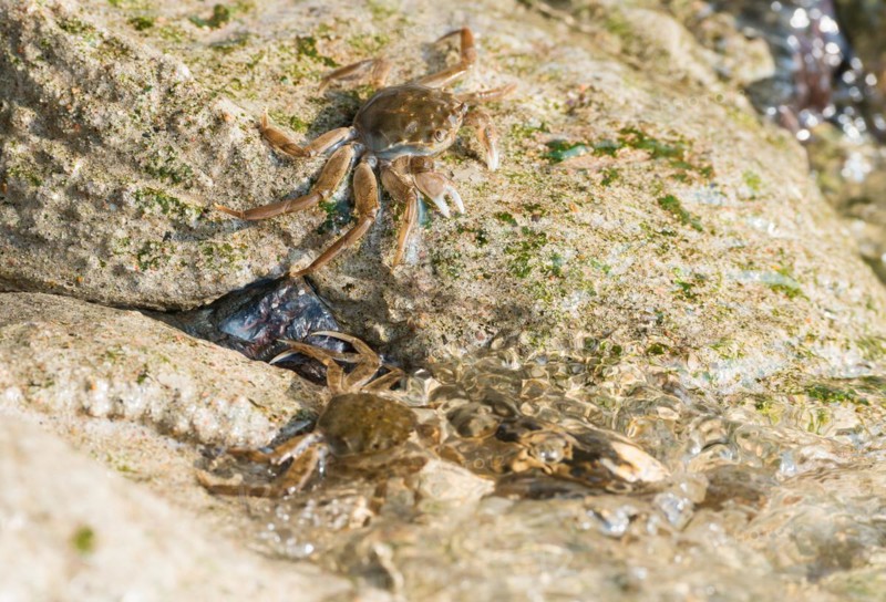 Several chinese mitten crab (Eriocheir sinensis), invasive species, neozoon, crabs, juveniles move next to and in the shiny water of the Elbe and on stones, hide in the cracks of the rocks and the concrete bank stabilisation, mass migration upstream, flowing, moving water washes around stones and animals, river, water body, barrage of the Elbe in Geesthacht, Lower Saxony, Schleswig-Holstein, Germany, Europe