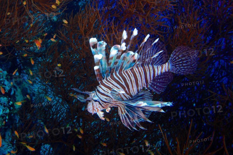 Indian (Lionfish Pterois miles) in Black Wire Coral (Antipathes dichotoma), hunting for sea goldie (Pseudanthias squamipinnis), dive site St Johns Reef, Saint Johns, Red Sea, Egypt, Africa