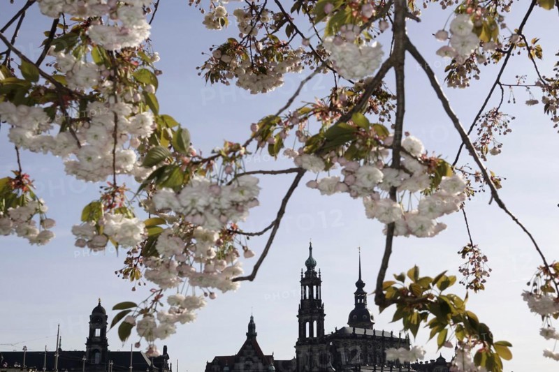 Dresden in spring, blossom of the ornamental cherry, view to the Hofkirche and the castle, Saxony, Germany, Europe