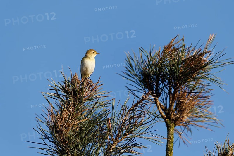 Willow Warbler (Phylloscopus trochilus), Germany, Europe