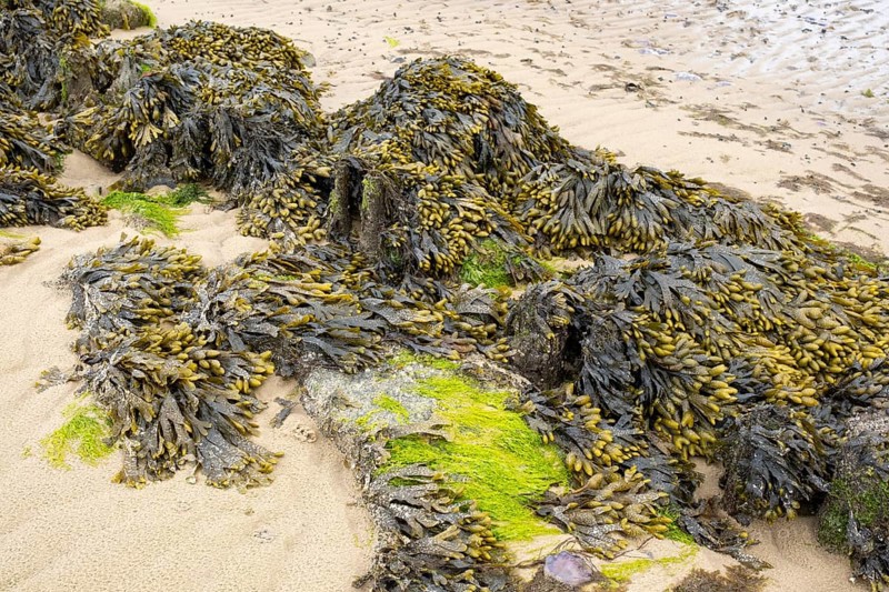 Brown algae and seaweed in the mudflats, North Sea, Föhr, North Sea island, North Frisia, Schleswig-Holstein, Germany, Europe