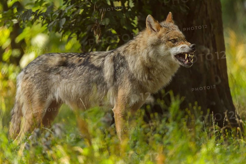 Wolf (Canis lupus), baring its teeth standing in a lush green forest