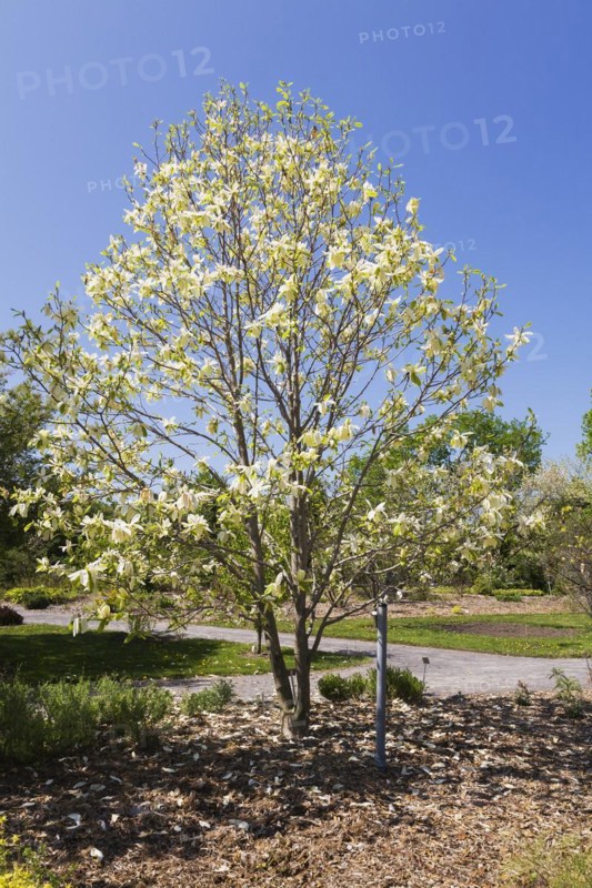 Yellow flowering Magnolia 'Banana Split' tree in spring, Montreal Botanical Garden, Quebec, Canada, North America