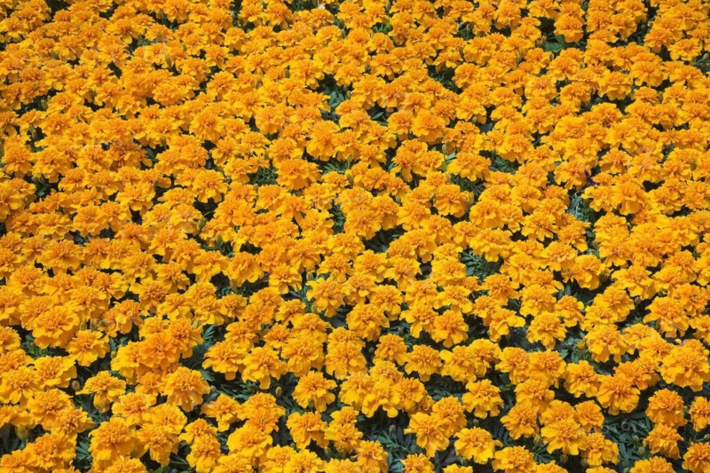 Tightly packed orange Tagetes, Marigold flowers growing in containers inside greenhouse in spring, Quebec, Canada, North America