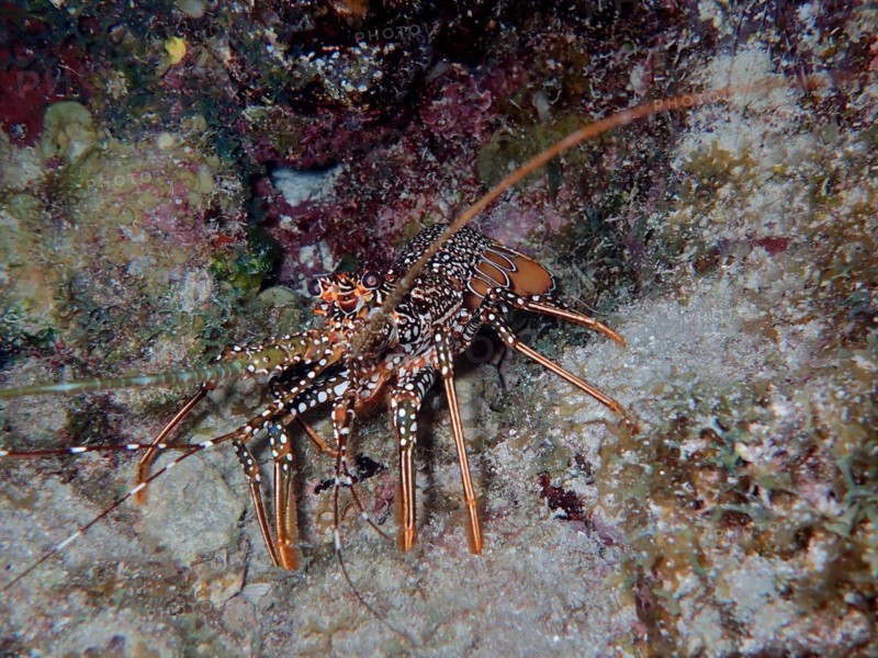 Guinea chick crayfish (Panulirus guttatus) at night. Dive site John Pennekamp Coral Reef State Park, Key Largo, Florida Keys, Florida, USA, North America