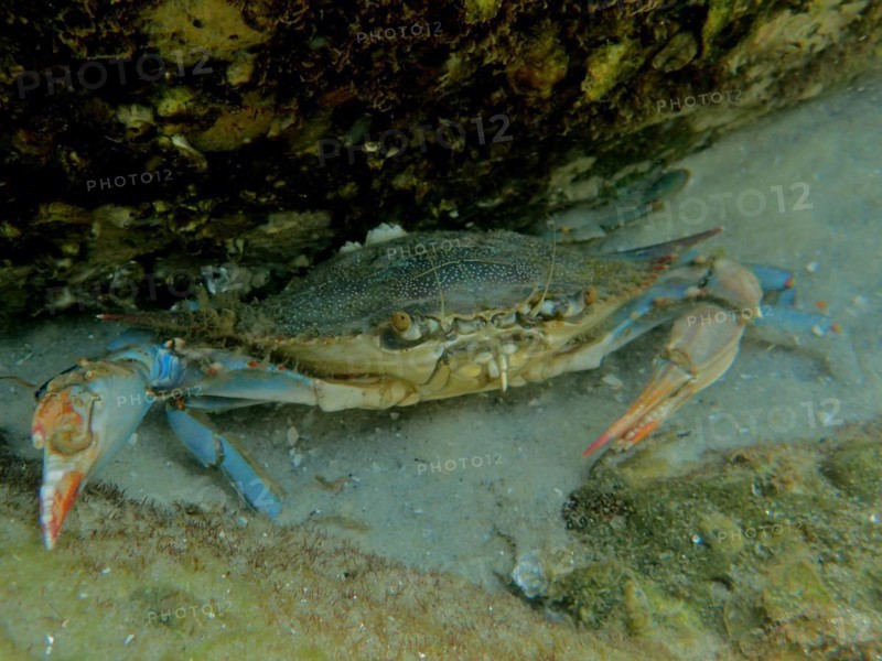 Atlantic blue crab (Callinectes sapidus), dive site John Pennekamp Coral Reef State Park, Key Largo, Florida Keys, Florida, USA, North America