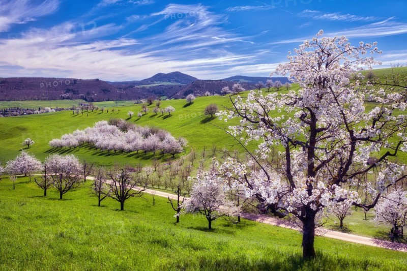 Orchard in spring, flowering cherry trees (Prunus avium), Fricktal, Canton Aargau, Switzerland, Europe