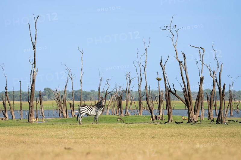 Single Zebra, Equus burchelli, is standing on front of dead trees right in front of the waterfront of the Kafue Lake, Kafue National Park, Zambia, Africa