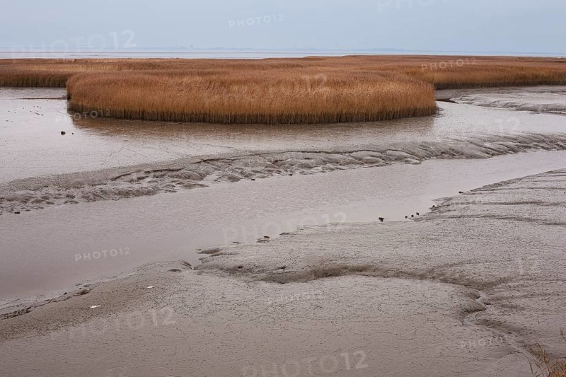 Low water, reed, mudflats, Dollart, Nieuwe Statenzijl, Netherlands