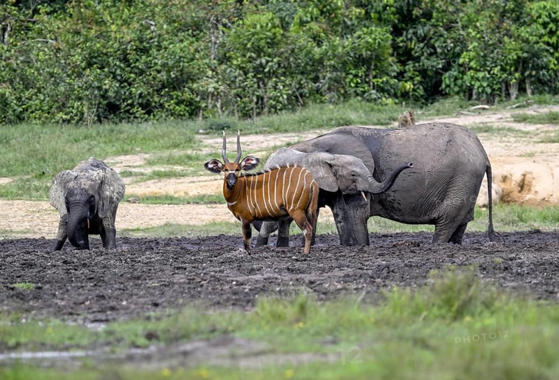 Bongo antelope (Tragelaphus eurycerus) and forest elephants (Loxodonta cyclotis) in the Dzanga Bai forest clearing, Dzanga-Ndoki National Park, Unesco World Heritage Site, Dzanga-Sangha Complex of Protected Areas (DSPAC), Sangha-Mbaéré Prefecture, Central African Republic, Africa