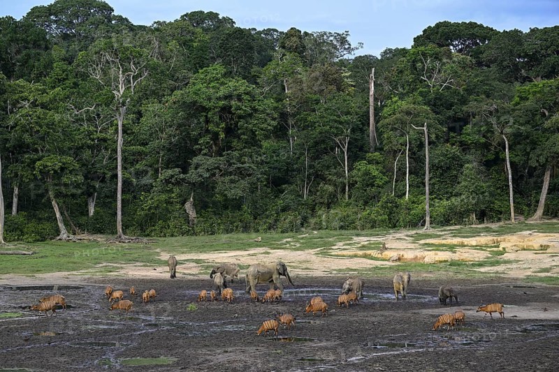 Forest elephants (Loxodonta cyclotis) and bongo antelopes (Tragelaphus eurycerus) in the Dzanga Bai forest clearing, Dzanga-Ndoki National Park, Unesco World Heritage Site, Dzanga-Sangha Complex of Protected Areas (DSPAC), Sangha-Mbaéré Prefecture, Central African Republic, Africa