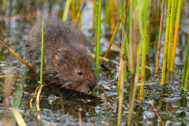 Water vole (Arvicola amphibius) adult rodent animal searching for food in a pond, England, United Kingdom, Europe