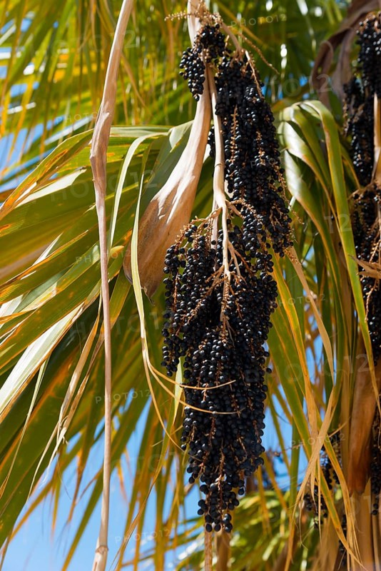 Black berries hanging from a palm tree with sunlit green leaves under a blue sky, Acai palm (Euterpe Oleracea), cabbage palm, Methana, Methana peninsula, Argolis, Peloponnese, Greece, Europe