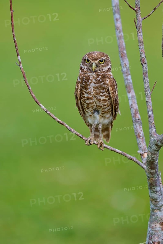 Burrowing owl (Speotyto cunicularia), sitting on a branch and observing the surroundings, Pembroke Pines, Florida, USA, North America