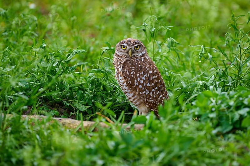 Burrowing owl (Speotyto cunicularia), sitting in a meadow, Pembroke Pines, Florida, USA, North America