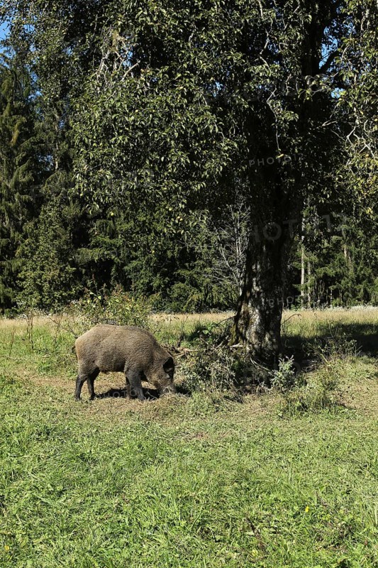 Wild boar (Sus scrofa) boar under pear tree in orchard, Allgäu, Bavaria, Germany, Allgäu, Bavaria, Germany, Europe