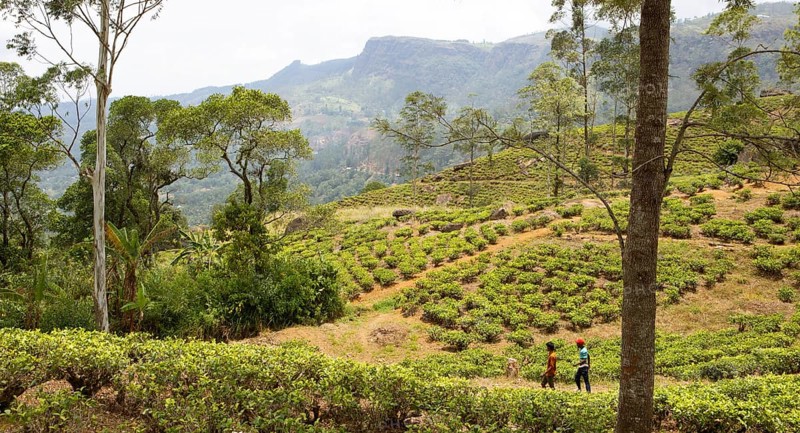Tea plantation in Ramboda, Nuwara Eliya, Central Province, Sri Lanka, Asia