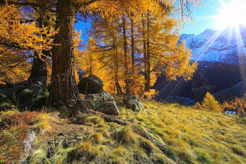 European larches ( Larix decidua) Larch, Larch forest, Valais, Switzerland, Europe