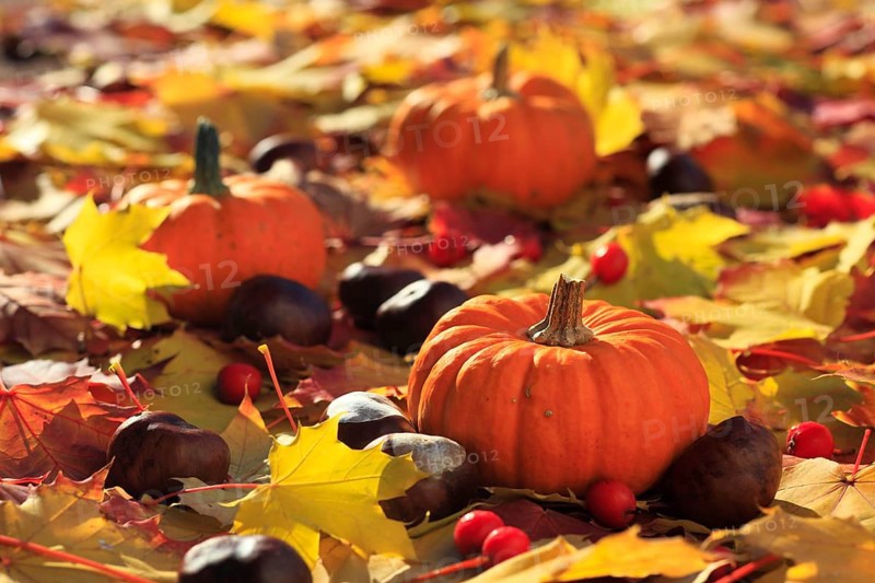 Pumpkin